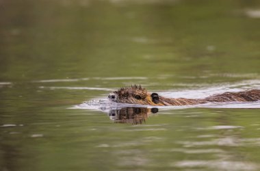 Coypu 'nun (miyocastor coypus) bir nehrin sakin sularında sakince yüzdüğü güzel bir sahne. Kafası ve sırtı suyun yüzeyinde görünüyor..