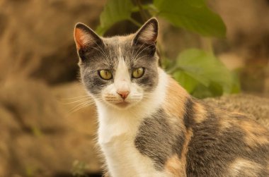Gri, beyaz ve bej kedinin kafası görüntünün sağına doğru dönük, bitkilerin ve taşların odaklanmamış bir arka planı var.