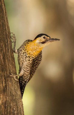 Bir ülkenin ağaçkakanının dikey olarak bir ağaç gövdesine tünemiş, kafası görüntünün sağına bakan, odaklanmamış bir arka plan üzerinde yakın plan görüntüsü..