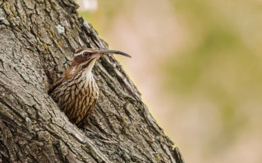 Ağaçkakan yuvasının içinden dışarı süzülen güzel bir kuşun yakın çekimi. Bagajdaki delikten dışarı bakan bir vücudun yarısını görebilirsin..