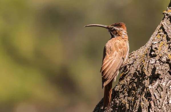 Beautiful climbing bird, perched on a log to the right of the image, looking with its curved beak to the left. Totally unfocused background with shades of brown, beige, green, yellow.