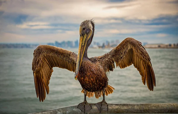 California Brown Pelican Pelecanus Occidentalis Californicus Sedí Kolejích Nad Zálivem — Stock fotografie