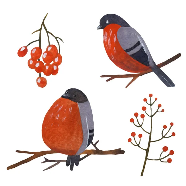 Fundo Aquarela Inverno Com Bullfinches Rowan Aquarela Ilustração Isolada — Vetor de Stock