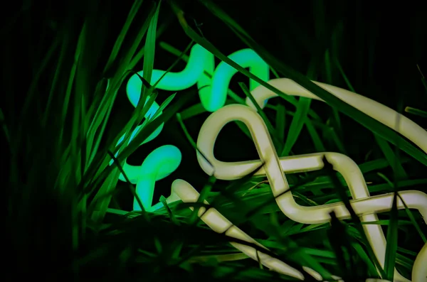 Neon Cactus Light Photography Closeup With Grass Plant Background Succulent Desert Tropical Vibes Logo Backdrop Design