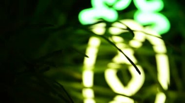 Floresan Neon Kaktüs Işığı Çimen Bitkisi Arkaplan Sulu Çöl Tropikal Lobisi Arkaplan Tasarımı Odaklanmak İçin Bulanık