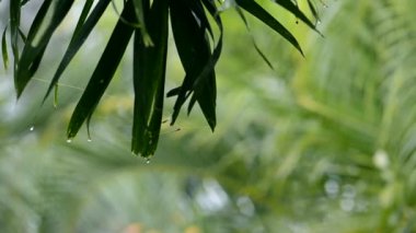 Esintide Sallanan Palmiye Ağaçları Örümceğin Ağı Yakınından Geçiş Odaklanma Yeşil Tropikal Doğa Videosu B Roll of Gloomy Relaxation Taze Görünüm