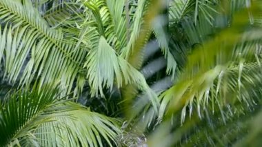 Palmiye Ağaçları Esintide Sallanıyor Değişen Odaklanma Yeşil Tropikal Doğa Videosu B Roll of Island Gevşeme Taze Görünümü