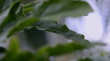 Yeşil bitki arka planındaki yağmur damlacıkları bitki örtüsü fotoğrafçılığını kapatır