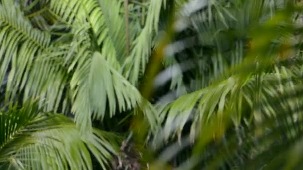 Palm Trees Swaying Breeze Close Transitioning Focus Green Tropical Nature — Stock Video