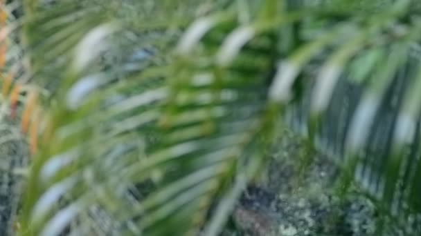 Palm Bomen Zwaaien Wind Close Met Overgangsmaatregelen Focus Green Tropical — Stockvideo