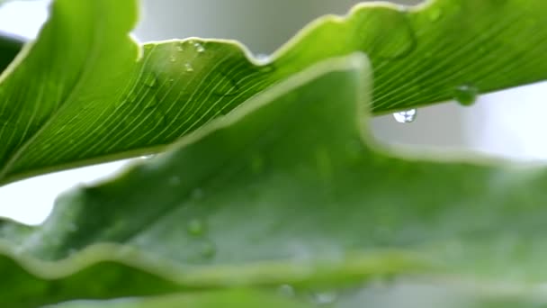 Chuva Gotas Água Sobre Planta Verde Natureza Fundo Close Flora — Vídeo de Stock