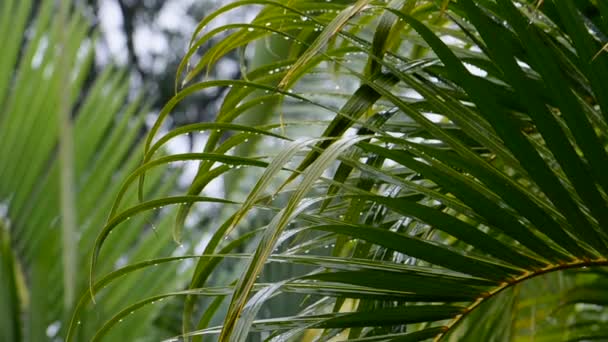 Palm Trees Swaying Breeze Close Transitioning Focus Green Tropical Nature — Αρχείο Βίντεο