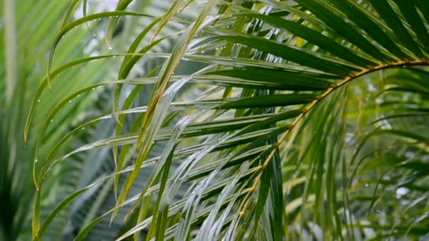 Palm Trees Swaying Breeze Close Transitioning Focus Green Tropical Nature — Stock Video
