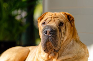 Şirin Shar Pei Köpek Yetiştirilmiş Hayvan Pedikür Fotoğrafçılığı Doğa kökenli