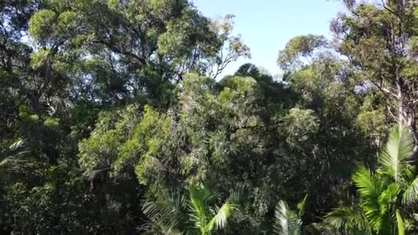 Relaxante Natureza Movimento Filmagem acima da linha da árvore do rio drone 4K entre a flora verde paisagem tropical outback tranquilo parque paisagem b roll floresta tropical Canopy Sky — Vídeo de Stock