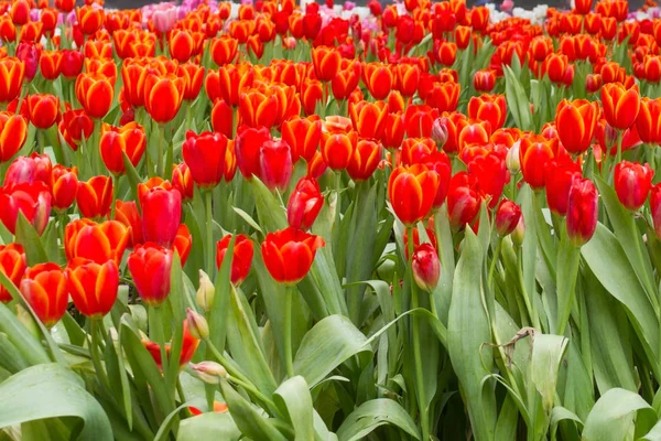 Parlak kış sezonunda çiçek açan lale.