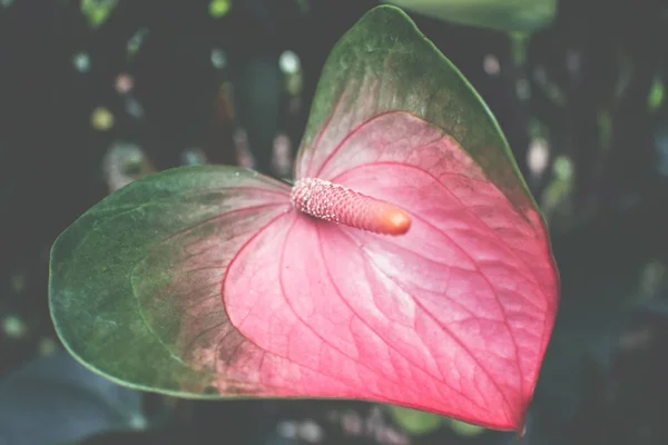 Anthurium Piros Flamingo Virág Téli Kert Virágzó — Stock Fotó