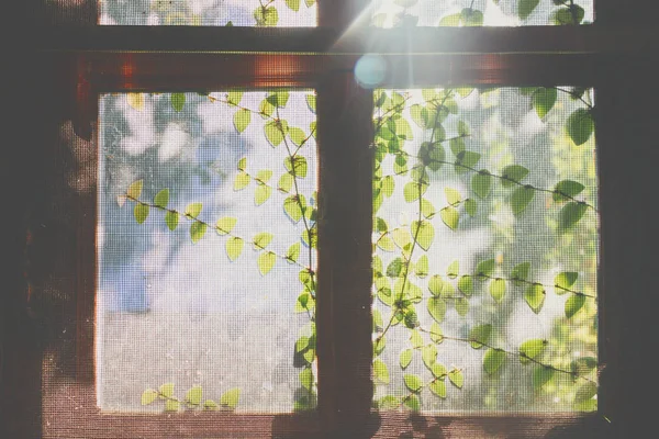 Janelas Persianas Velha Casa Madeira Grunge — Fotografia de Stock