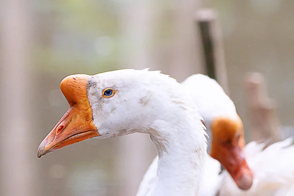 Witte Binnenlandse Ganzen Een Pluimveeboerderij Hoofd Focus — Stockfoto