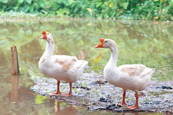 Gansos Domésticos Brancos Uma Fazenda Aves Fotografia De Stock