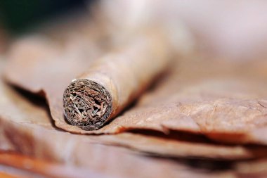 Tütün yapraklarının üzerinde puro yakın çekim