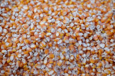 Güneşte mısırları kurutuyorum.