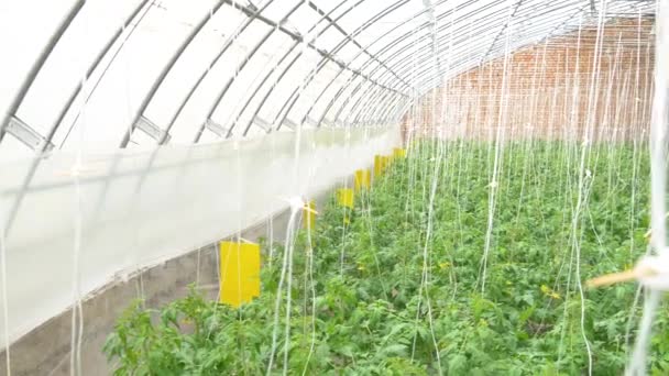 Wiersze Hydroponicznych Roślin Pomidorów Szklarni — Wideo stockowe