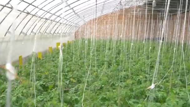 Fileiras Plantas Hidropônicas Tomate Estufa — Vídeo de Stock