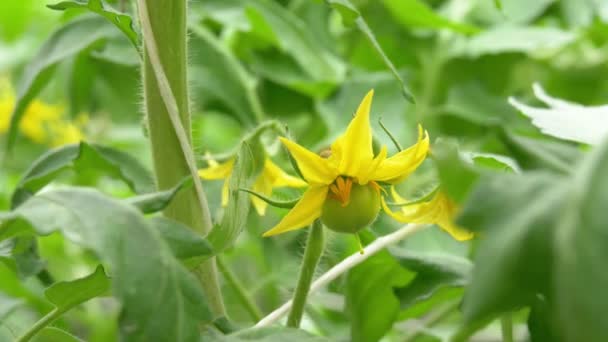 Des Plants Tomates Fleurs Poussant Serre — Video