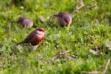 Genel ağda faturası (Estrilda astrild)