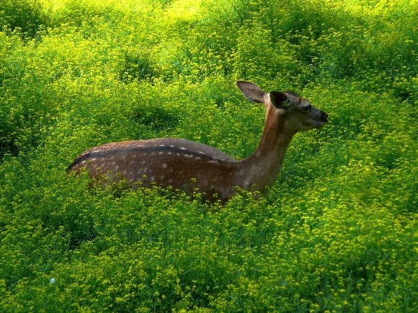 Fallow Deer Dinner — Stock Photo, Image