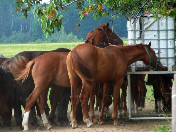 Cavalli Stanno Bevendo — Foto Stock