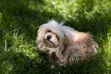 Köpek çimlerin üzerinde yatıyor..