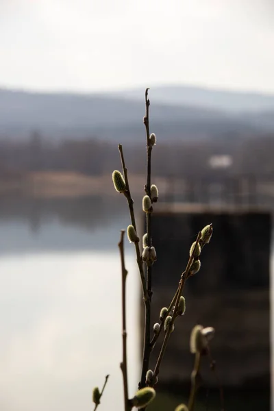 Vrba Vrbové Větve — Stock fotografie