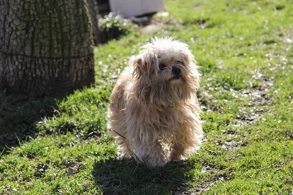 Çimlerin üzerinde güneşli bir köpek.