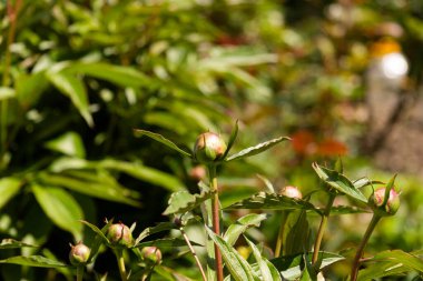 Tomurcuk çiçek açmaz. Çiçekler ve doğa..