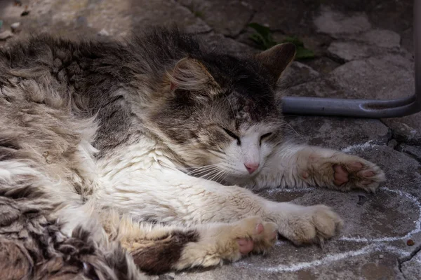 Gato Dorme Rua — Fotografia de Stock