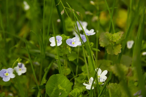 Fiori Sfondo Verde — Foto Stock