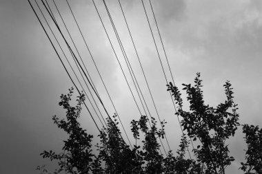 Elektrik kabloları ve yapraklı ağaç dalları. Siyah beyaz fotoğraf.