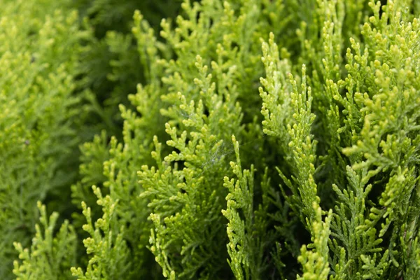 Thuja çalısı yeşildir.