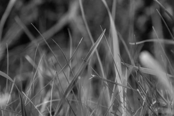 Czarno Białe Zdjęcie Trawy — Zdjęcie stockowe