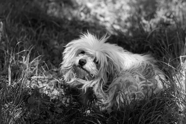 Black White Photo Dog — Stock Photo, Image