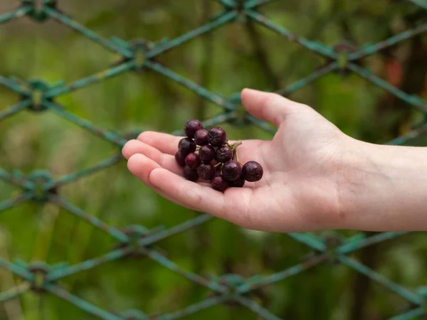 Avuçlarda yatan Sorbus aucuparia. Rowan yaygındır.