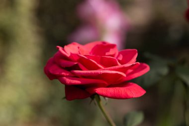 Kırmızı gül, yaklaş..