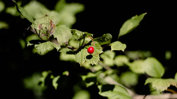 Yeşil Yapraklı Kırmızı Dut — Stok fotoğraf
