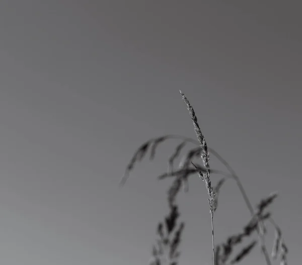 Gri arka planda bir çimen yaprağının siyah beyaz fotoğrafı.