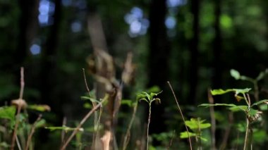 Orman ve güzelliği yakından. Küçük ağaçların filizleri.