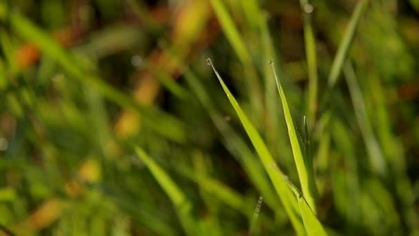 Dew Drop Close Blade Grass Small Breeze — Stock Video