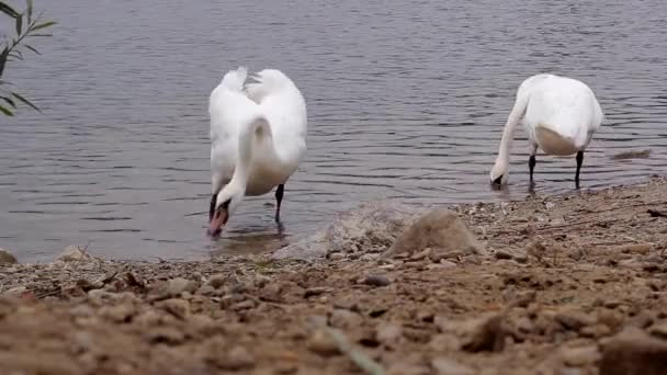 Dois Cisnes Estão Procura Comida Costa — Vídeo de Stock