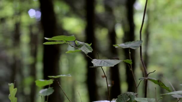 Rama Con Hojas Durante Viento Ligero — Vídeos de Stock